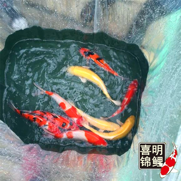 海南锦鲤 海南锦鲤批发批发市场 