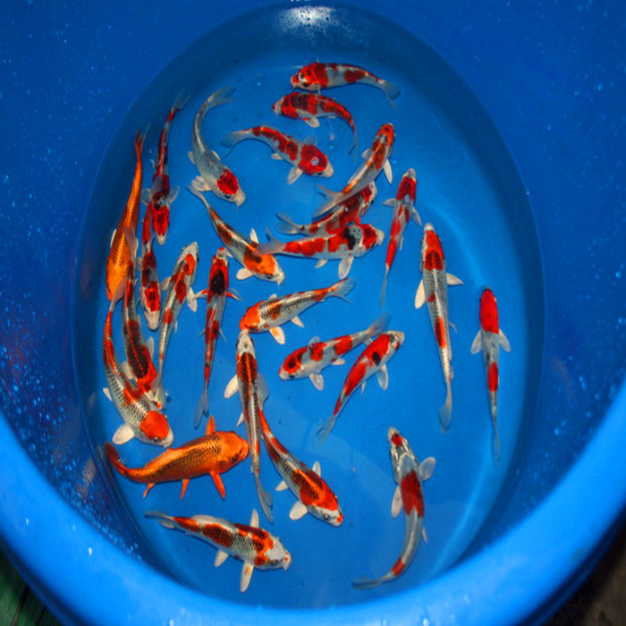 锦鲤苗 锦鲤苗批发 