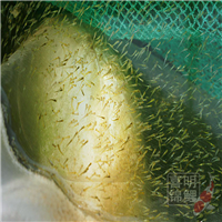锦鲤小水花小鱼苗养殖繁育 
