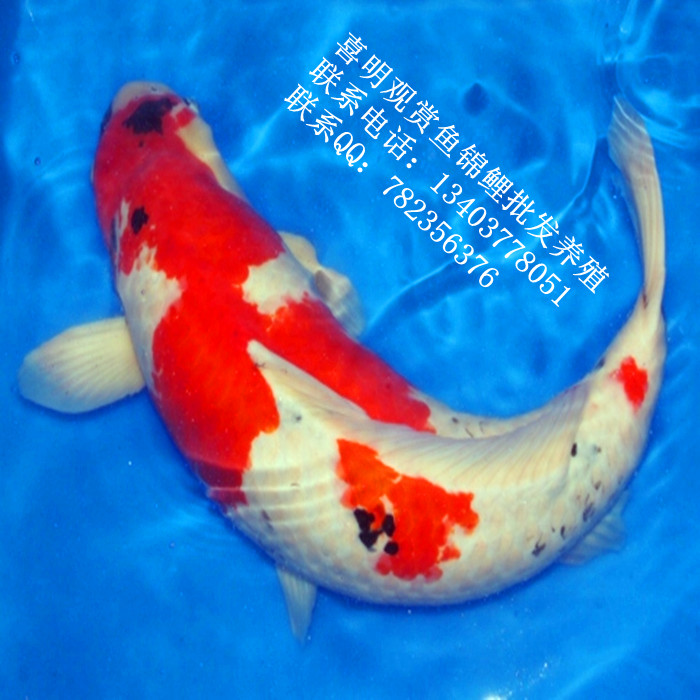 大正锦鲤50公分|河南大正锦鲤|河南大正锦鲤养殖场 