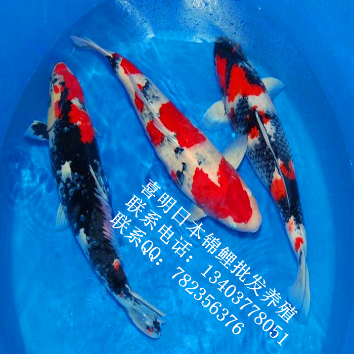 大正三色锦鲤 大正三色锦鲤鉴赏 