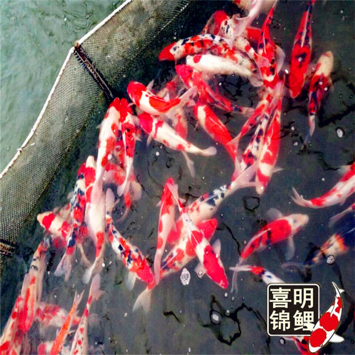 庭院景观绿化锦鲤投放 