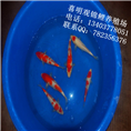 湖南锦鲤养殖基地/湖南锦鲤养殖场 