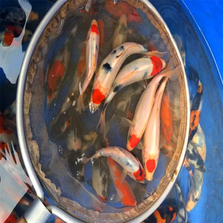 丹顶锦鲤鱼苗/小丹顶锦鲤苗批发价格 