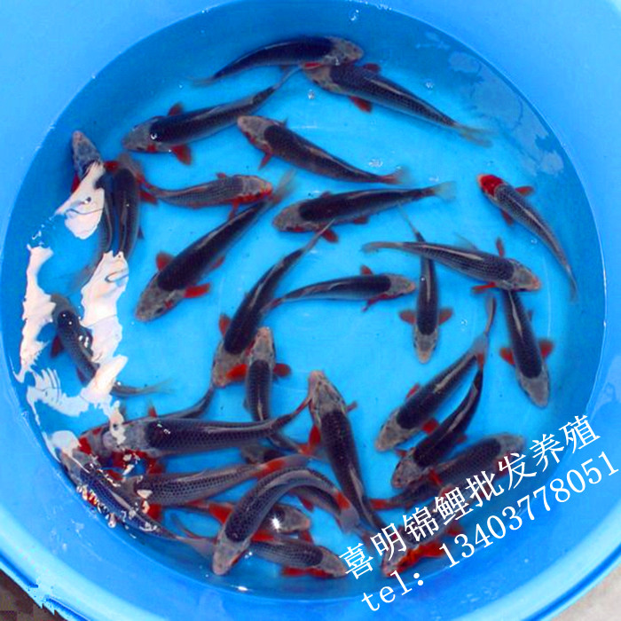 锦鲤幼苗|锦鲤幼苗批发|锦鲤幼苗价格 