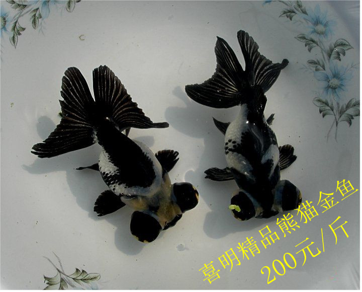 熊猫金鱼/观赏鱼熊猫金鱼养殖 