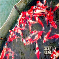 别墅庭院锦鲤鱼池景观设计 