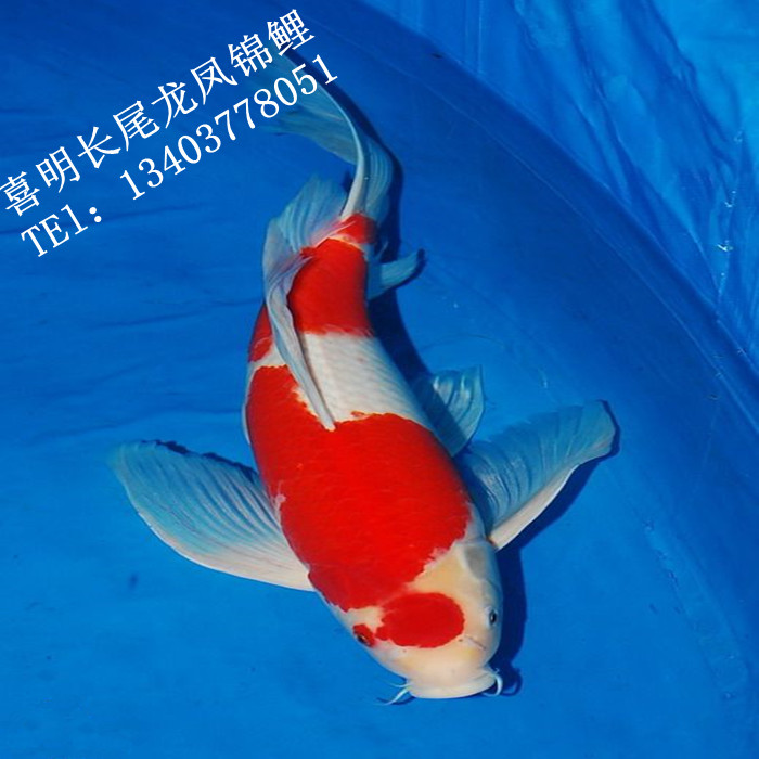 红白龙凤锦鲤 