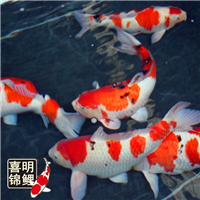 红草金鱼红鲫鱼大量批发供应 
