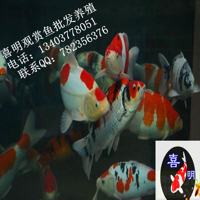 锦鲤养殖技术/锦鲤图片/怎样养锦鲤价格 