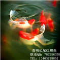 大规格长尾红鲫鱼 