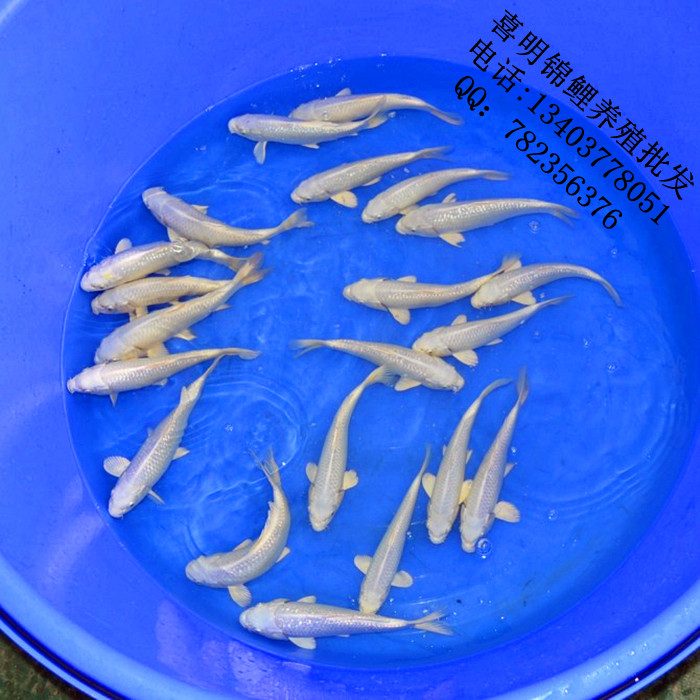 白金锦鲤鱼 优质白金锦鲤鱼苗 