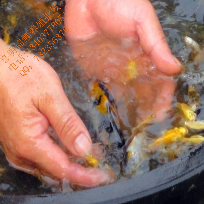 锦鲤水花 锦鲤水花批发 