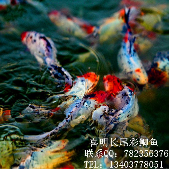 观赏红鲫鱼 草金鱼 