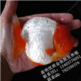 精品金鱼/河南兰寿金鱼/珍珠金鱼/狮子头金鱼 
