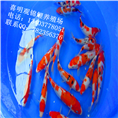 河北省各大地区锦鲤批发 