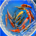 1-4选锦鲤鱼苗幼苗 