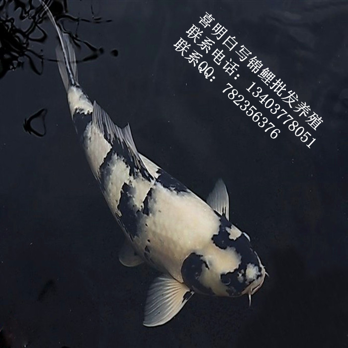纯种锦鲤 纯种日本锦鲤 