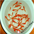夏季锦鲤夏花 