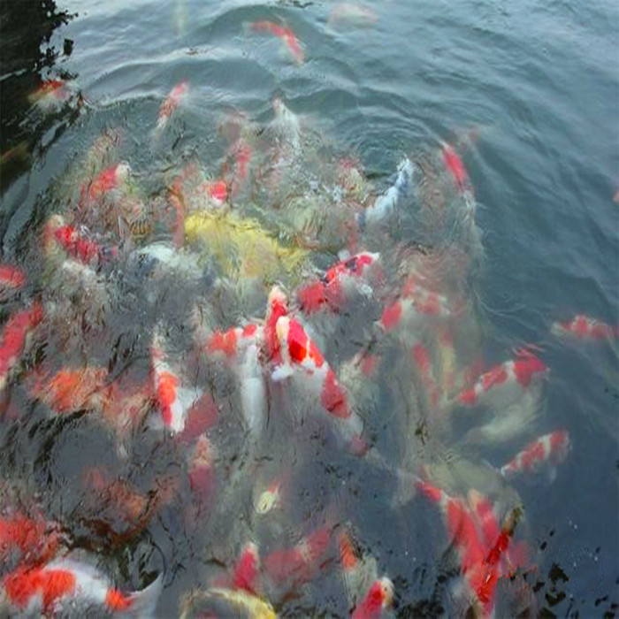 锦鲤批发价格是多少 