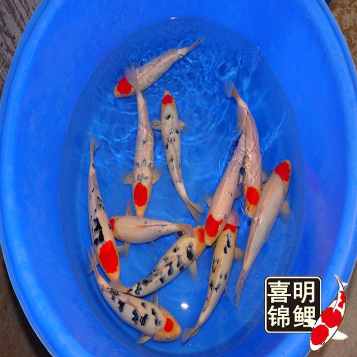 丹顶三色锦鲤 丹顶三色锦鲤批发200元/尾 