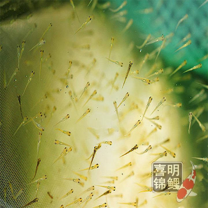 喜明锦鲤水花多少起订？ 