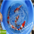 天津锦鲤批发市场 