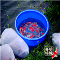 锦鲤景观土塘池扬,锦鲤放养投放 