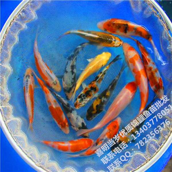 1-4选锦鲤鱼苗幼苗 