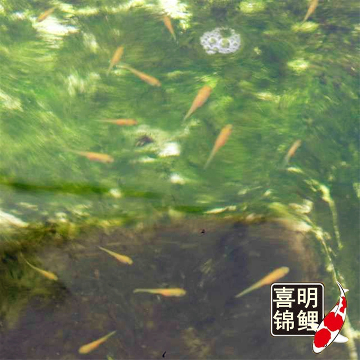 日本锦鲤水花—2016年锦鲤水花鱼苗批发 
