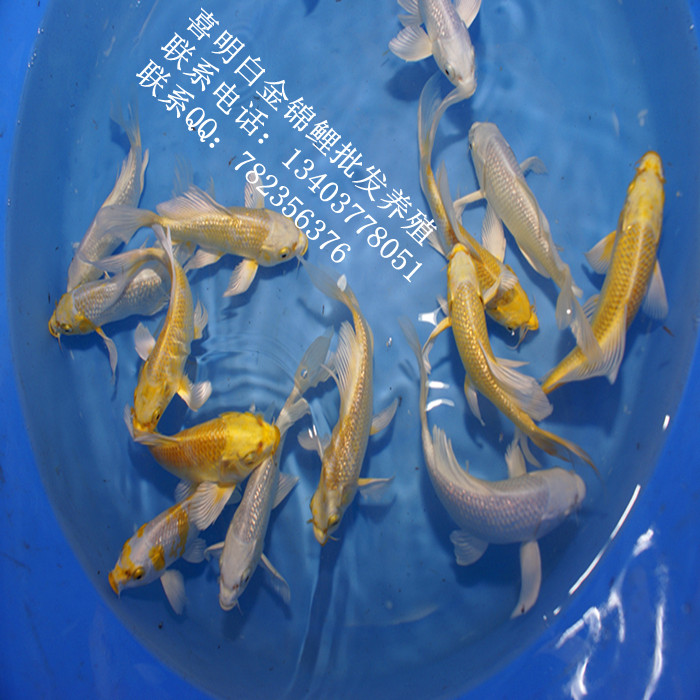 锦鲤小苗|锦鲤鱼苗价格|锦鲤小苗批发 