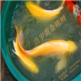 大锦鲤 大型大规格锦鲤批发 