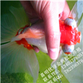 河南金鱼养殖/河南金鱼鱼苗/金鱼养殖场 