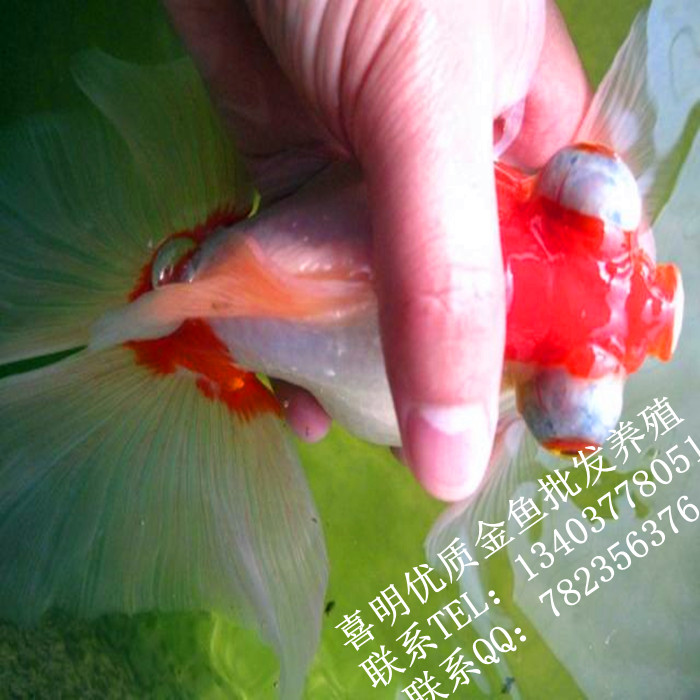河南金鱼养殖/河南金鱼鱼苗/金鱼养殖场 