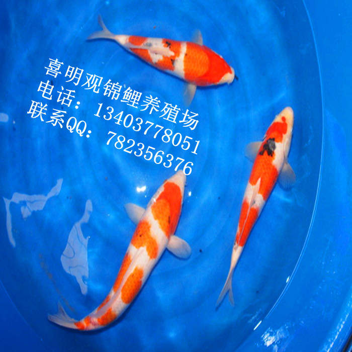 当岁锦鲤|当岁锦鲤养殖|当岁锦鲤批发 