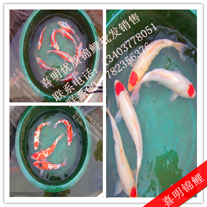 红白龙凤丹顶锦鲤 