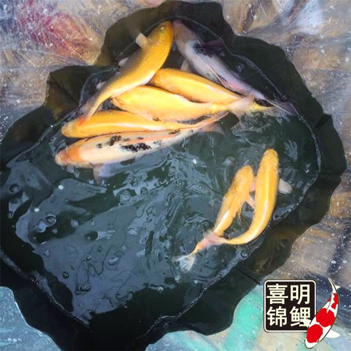 摆地摊卖金鱼锦鲤 