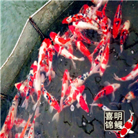 庭院景观绿化锦鲤投放 
