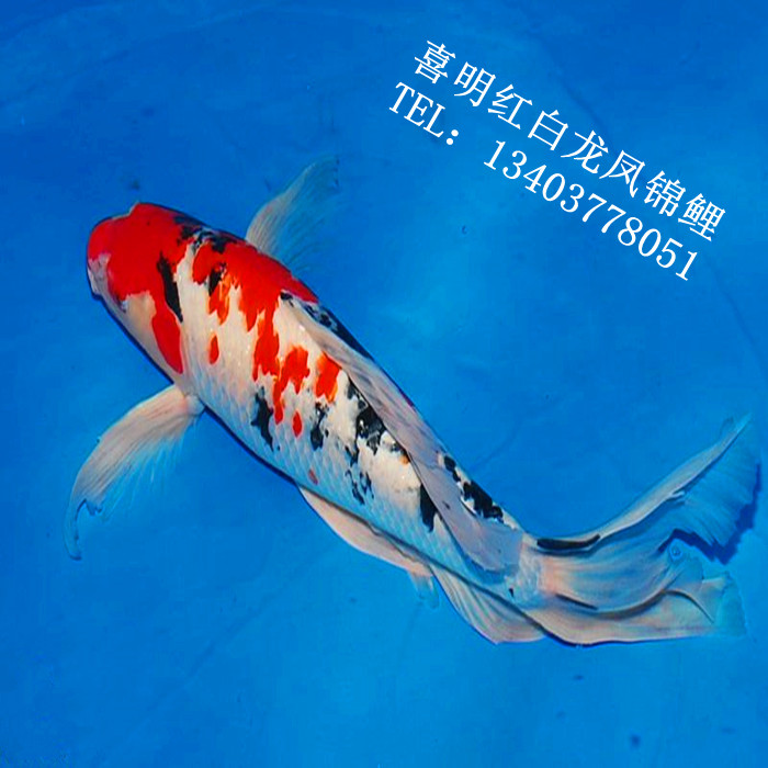 龙凤锦鲤批发|龙凤锦鲤鱼|龙凤锦鲤价格 