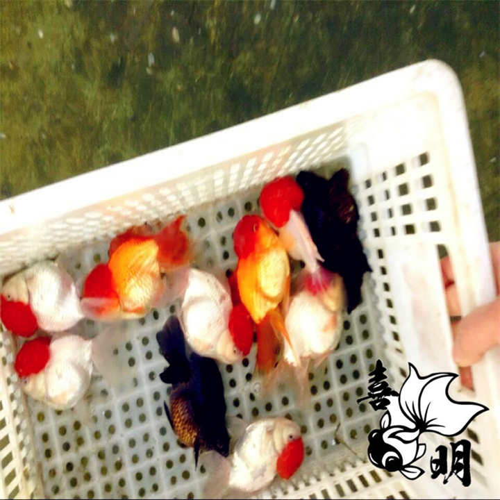 水泡眼金鱼批发,大眼水泡金鱼 
