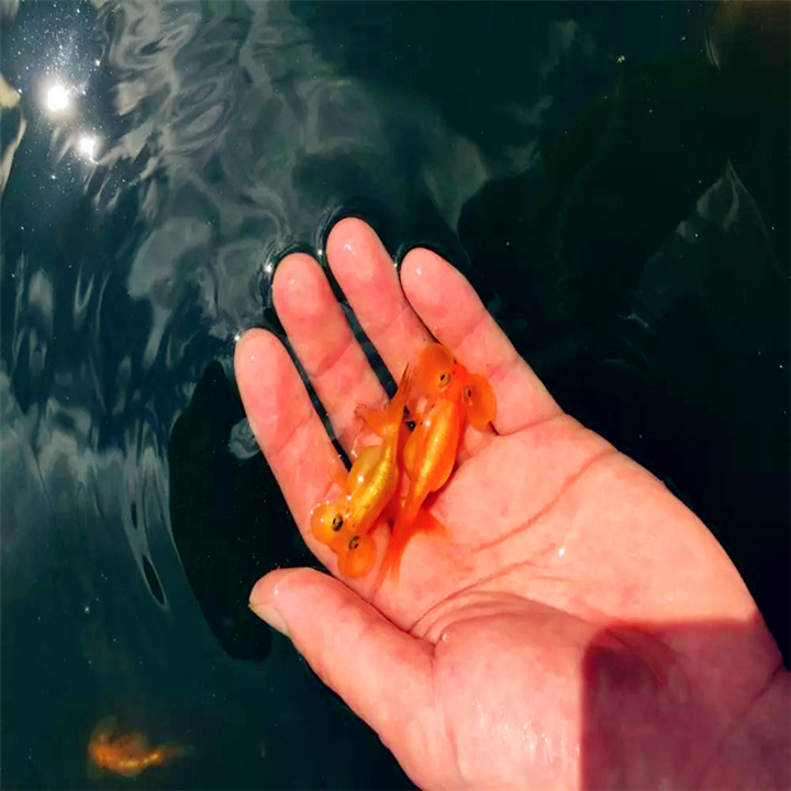 水泡金鱼鱼苗 水泡金鱼苗批发价格 