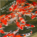 安徽合肥锦鲤花鸟鱼批发市场 
