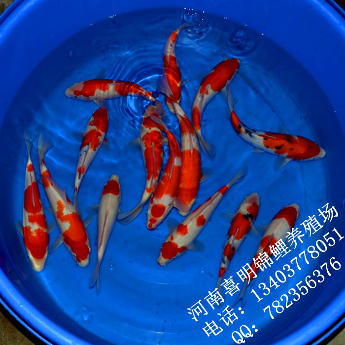 红白锦鲤 20-25公分红白锦鲤养殖批发 