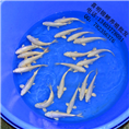 白金锦鲤鱼 优质白金锦鲤鱼苗 