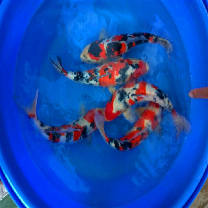 昭和锦鲤批发价格 