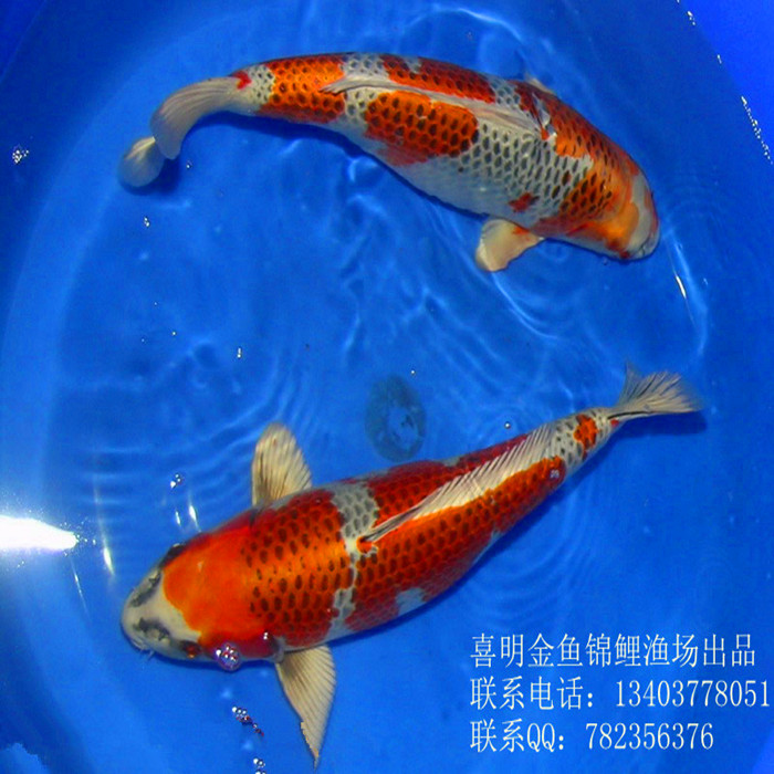 秋翠锦鲤鱼苗|秋翠锦鲤鱼苗价格|河南秋翠锦鲤鱼 