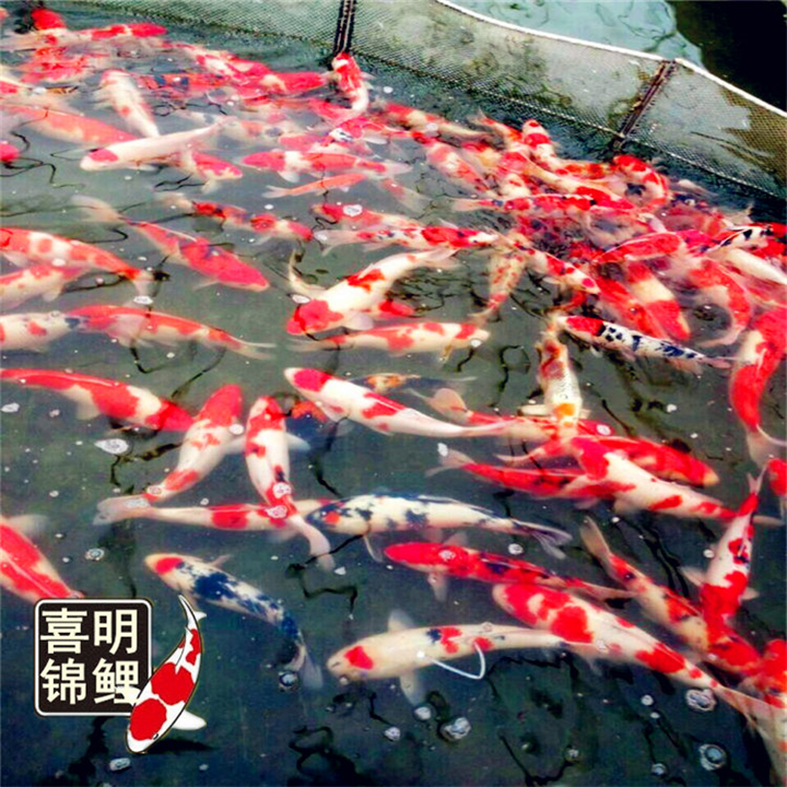 广场吃奶鱼锦鲤鱼池景观设计 