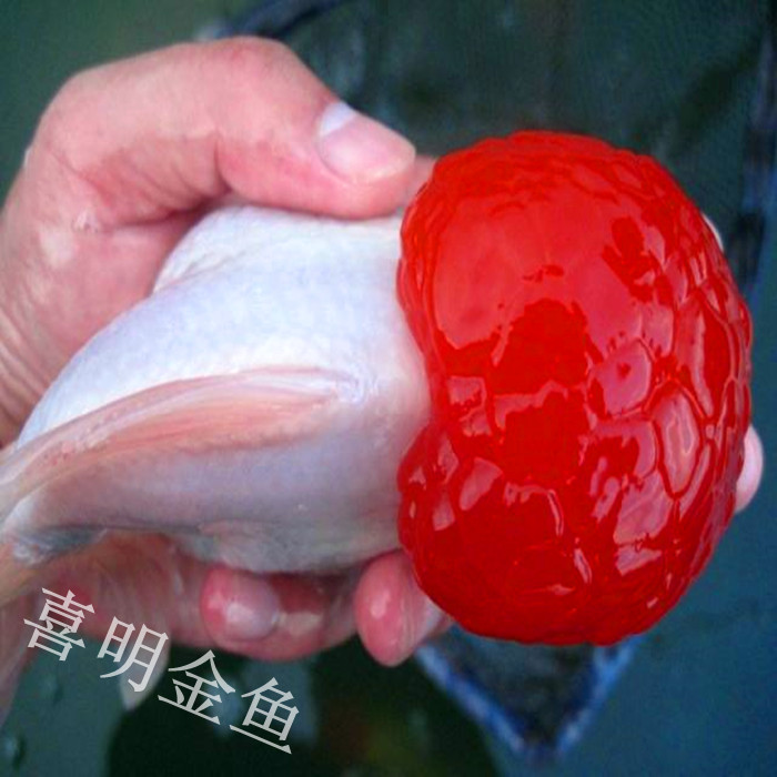 河南鹤顶红金鱼/金鱼养殖场金鱼 