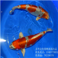 秋翠锦鲤鱼苗|秋翠锦鲤鱼苗价格|河南秋翠锦鲤鱼 