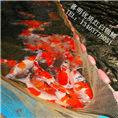 红白锦鲤200元/条 